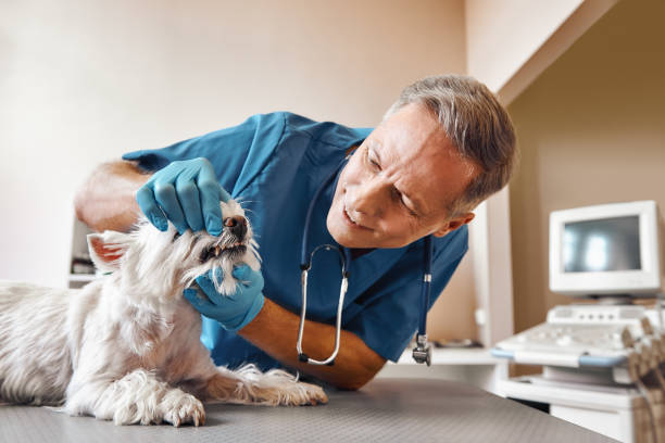Best Emergency Tooth Extraction in High Bridge, NJ